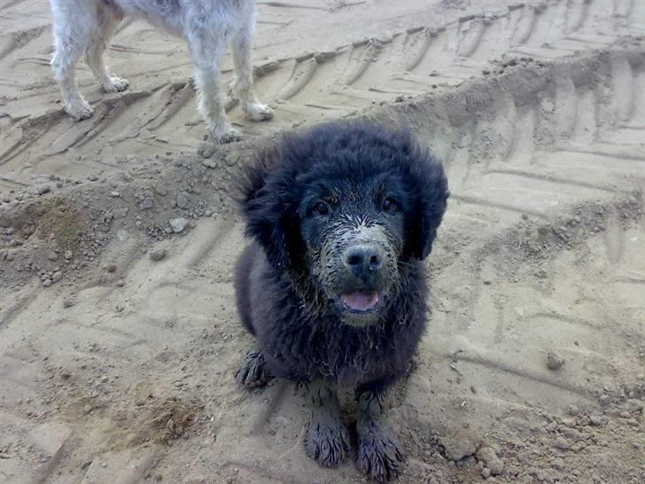 Newfoundlænder Aya - Weeeeee billede 13