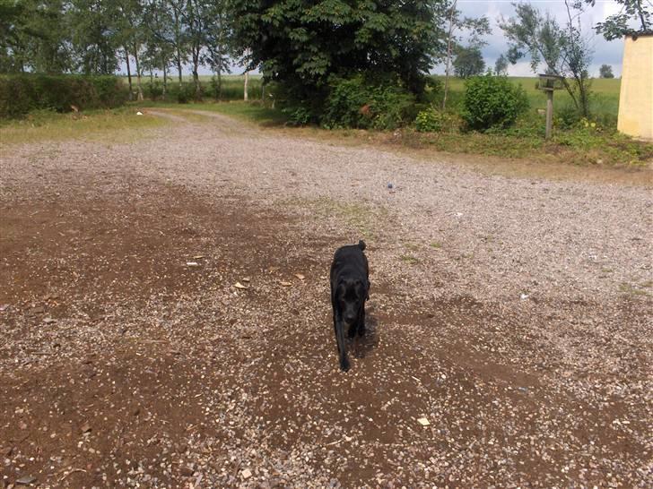 Labrador retriever Fighter  - Fighter billede 1