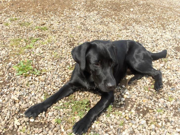 Labrador retriever Fighter  billede 2