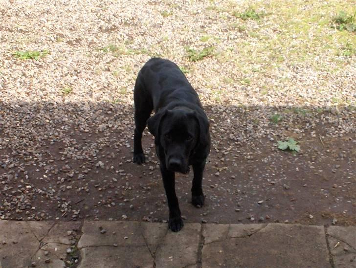 Labrador retriever Fighter  billede 3