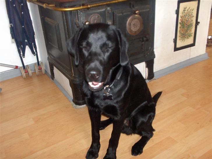 Labrador retriever Fighter  billede 4