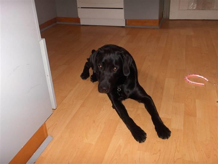 Labrador retriever Fighter  billede 5