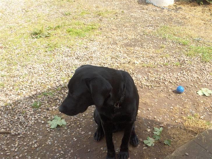 Labrador retriever Fighter  billede 6