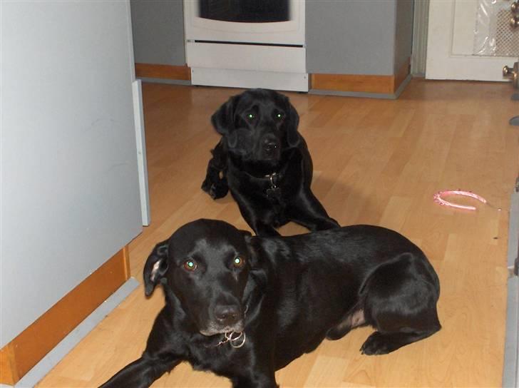 Labrador retriever Fighter  - Fighter er ligt tykke og stør en hvors ander han hund  billede 7