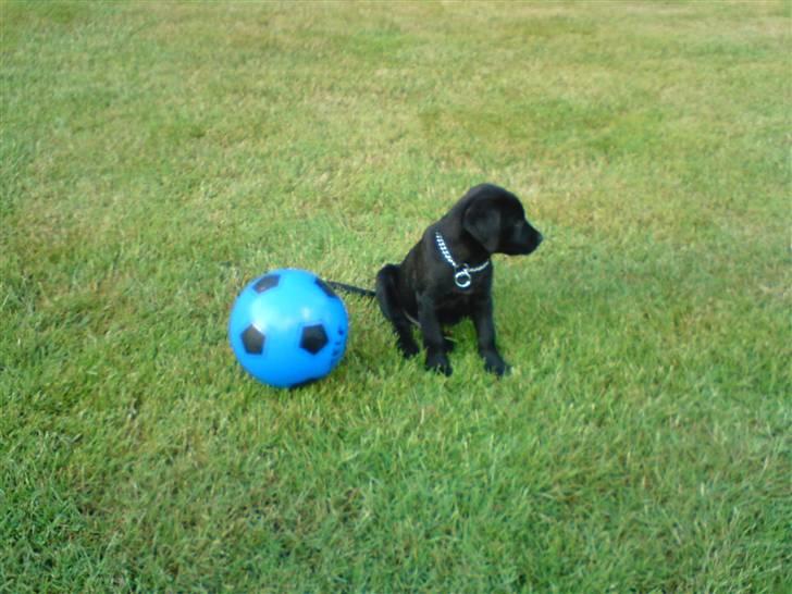 Labrador retriever Rofus <3Kærestens & min<3 - Velkommen til min profil :D billede 1