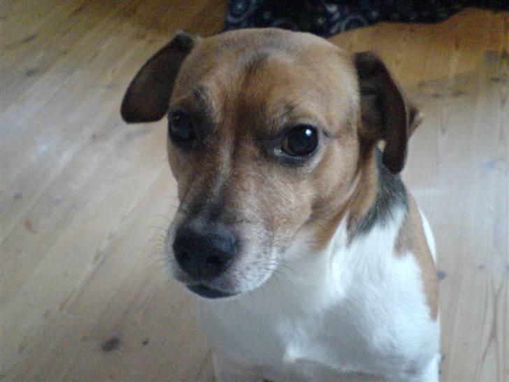 Dansk svensk gaardhund Emil - Er han ikke bare sød? billede 4