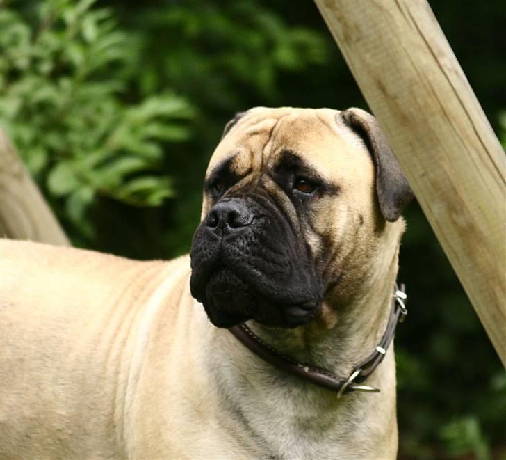 Bullmastiff Brak's MonteCalina/Maddie billede 17