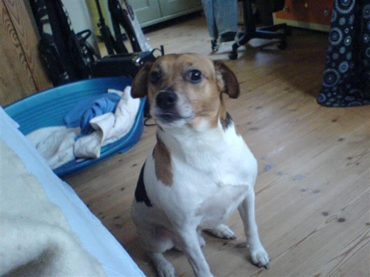 Dansk svensk gaardhund Emil - Du er min bedste ven!! billede 5