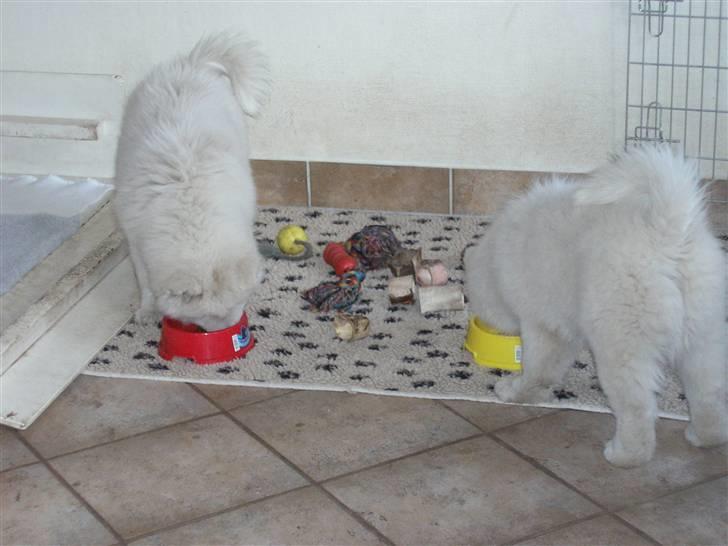 Samojedhund Dancer - Her spiser mig og min søster. billede 3