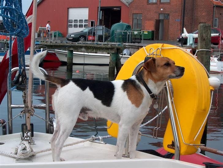 Dansk svensk gaardhund Emil - Ahh, frisk luft. billede 7
