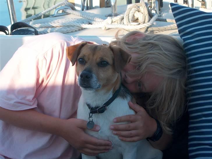 Dansk svensk gaardhund Emil - Dyb koncentration. billede 8