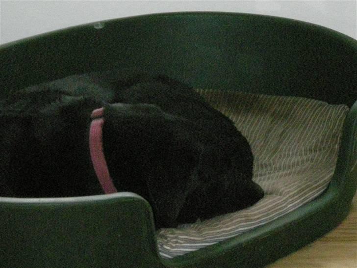 Labrador retriever Sofus R.I.P - NYT ! billede 12