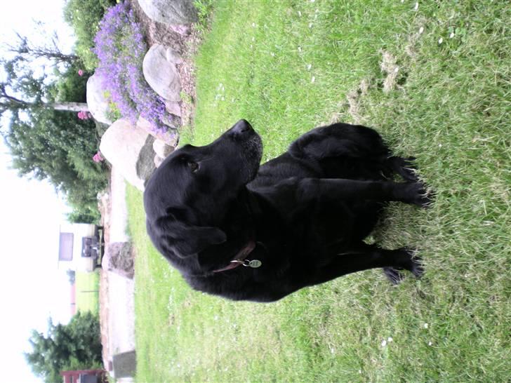 Labrador retriever Sofus R.I.P - © Loús Foto NYT ! billede 13