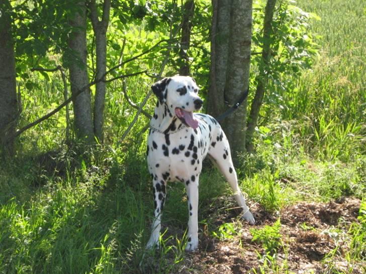 Dalmatiner Minalli's Noble Naval - Min smukke hund.... billede 1