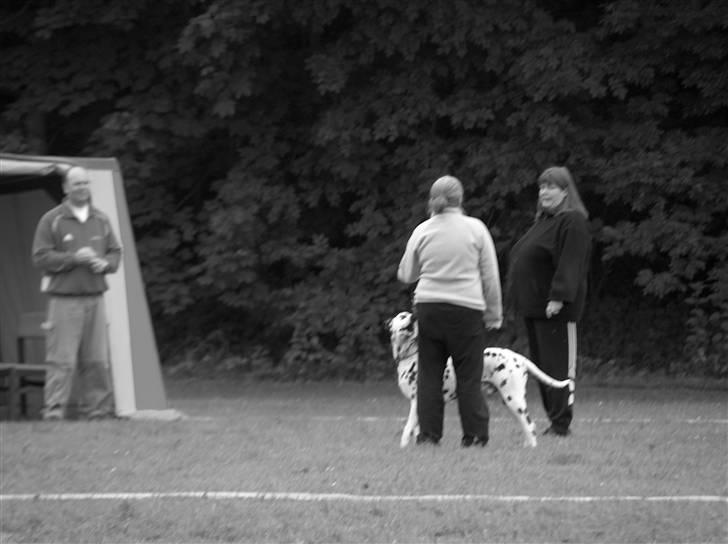 Dalmatiner Minalli's Noble Naval - Et forsøg på at bestå prøven! billede 3