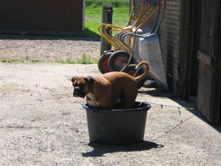 Dalmatiner Minalli's Noble Naval - Naval´s gode ven, Disel. billede 4