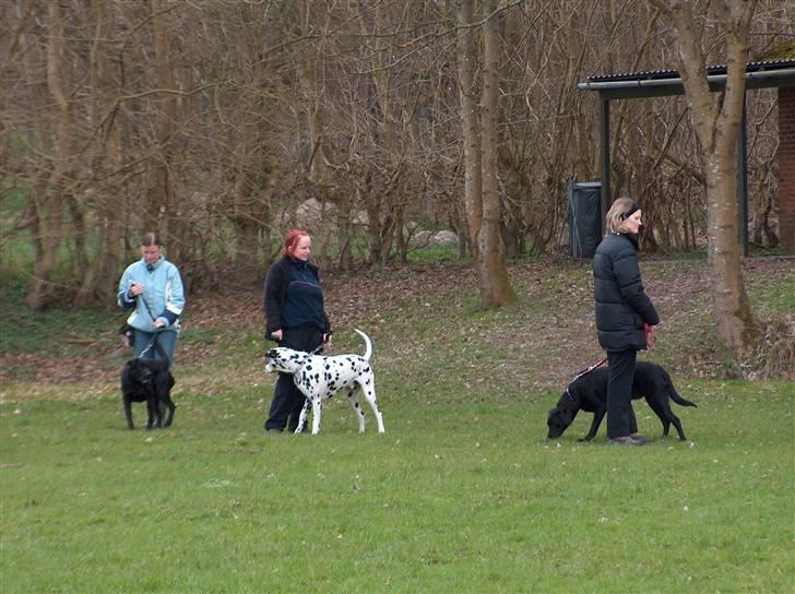 Dalmatiner Minalli's Noble Naval - Træningsaften i ØH billede 5