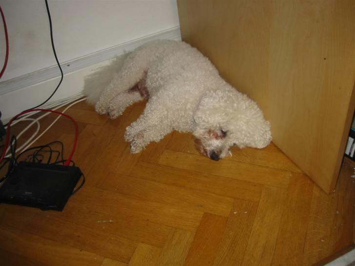 Bichon à poil frisé Luffe - tid til en lur under skrivebordet.. billede 2