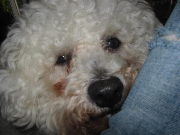 Bichon à poil frisé Luffe - Hej molle, må jeg lægge mig her? billede 4