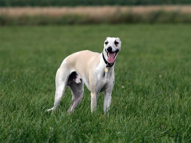 Whippet Laps - 2 august - taget af Kai. billede 13