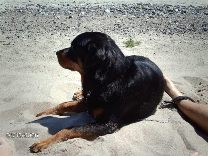 Blanding af racer sahan - Mmmm.. Med "mor og far" på stranden... c,") billede 17