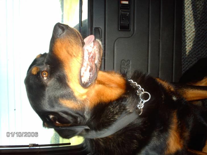 Blanding af racer sahan - Elsker at køre med i bil.. Se sidder så pænt..! billede 18