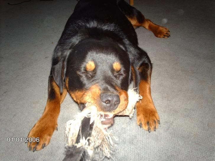 Blanding af racer sahan - Det er min.... Kom så med den...! billede 19