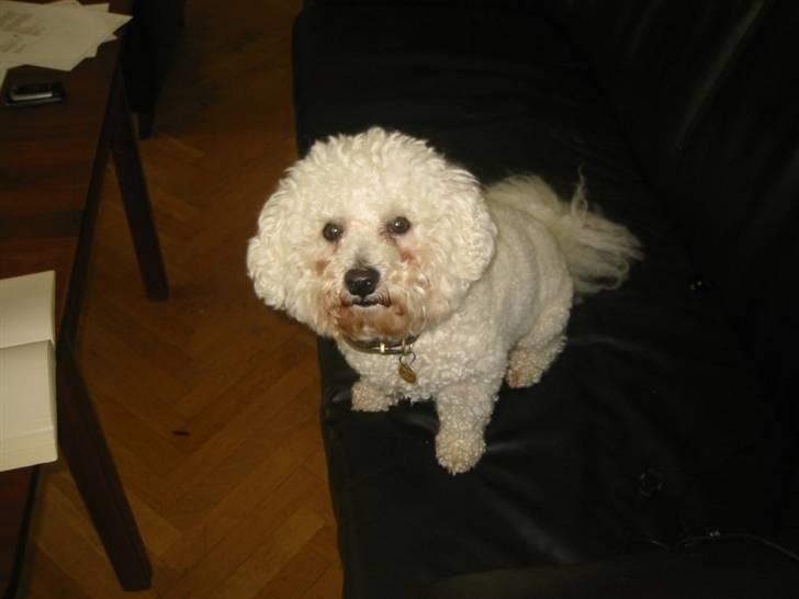 Bichon à poil frisé Luffe billede 5