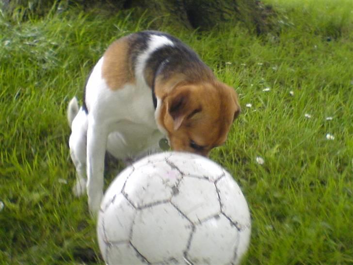 Dansk svensk gaardhund Emil - Her er der ikke nogen der kan se mig. billede 10