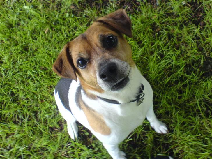 Dansk svensk gaardhund Emil - Det ka jeg ikk fostå... billede 11