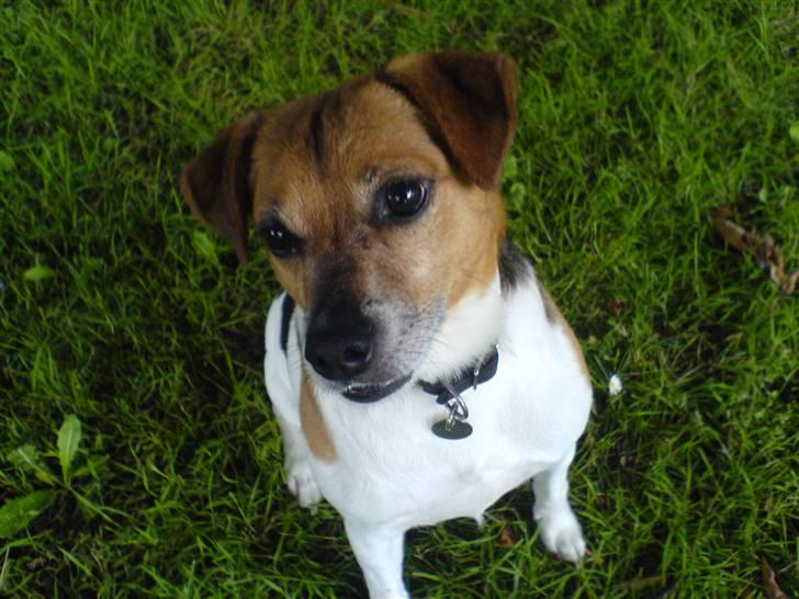 Dansk svensk gaardhund Emil - De er da også så underlige. billede 12