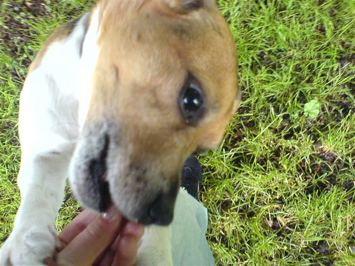 Dansk svensk gaardhund Emil - Mmm billede 13