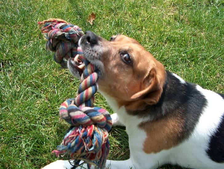 Dansk svensk gaardhund Emil - Bare ligge og slappe af, med mit legetøj. billede 14