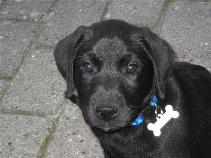 Labrador retriever Bertram (Nye billeder!) billede 4