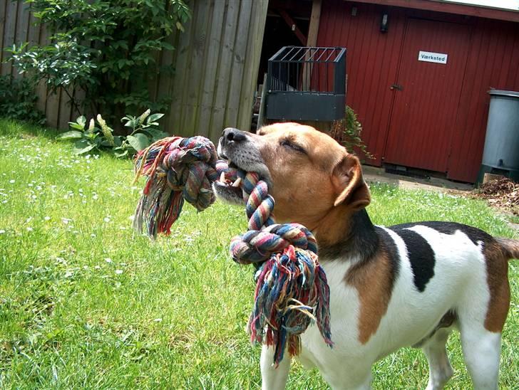 Dansk svensk gaardhund Emil - Haha, jeg har den. billede 15