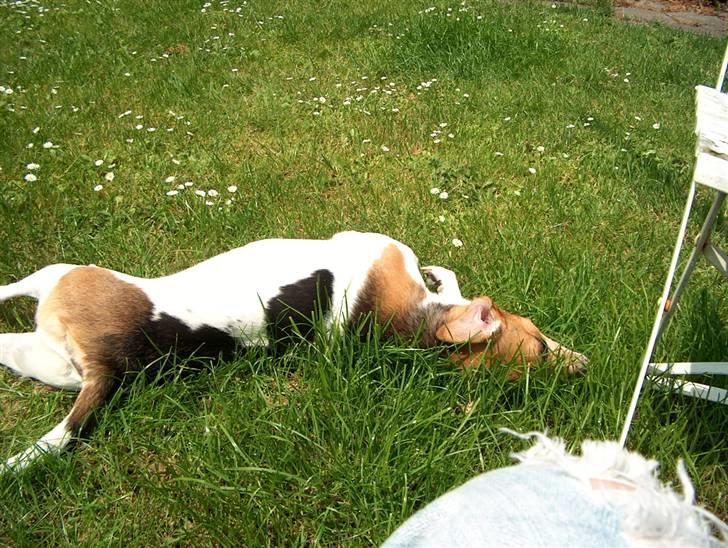 Dansk svensk gaardhund Emil - Det er noget af det bedste jeg ved... billede 16