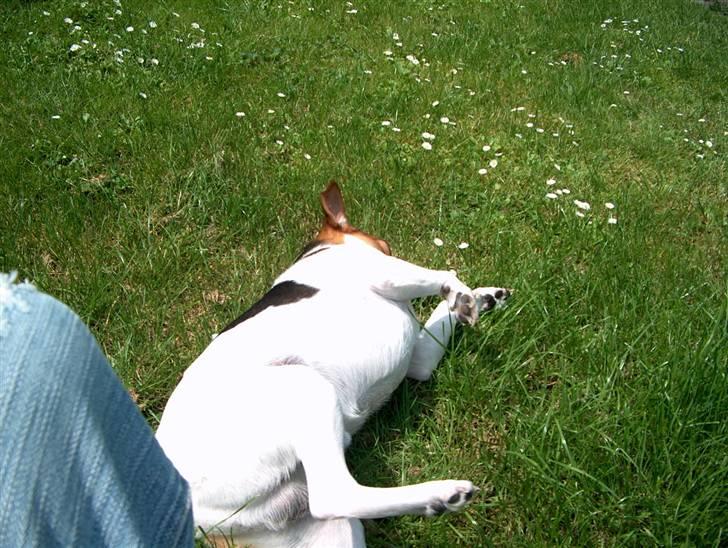 Dansk svensk gaardhund Emil - Rulle sig i græsset er bare dejligt.. billede 17