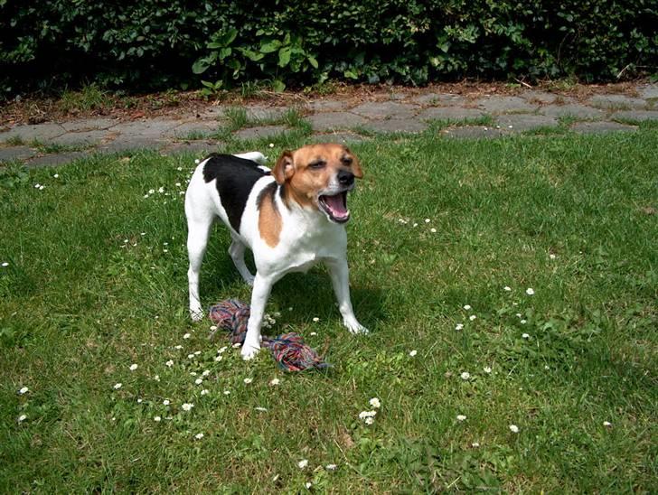 Dansk svensk gaardhund Emil - Vov vov... billede 18