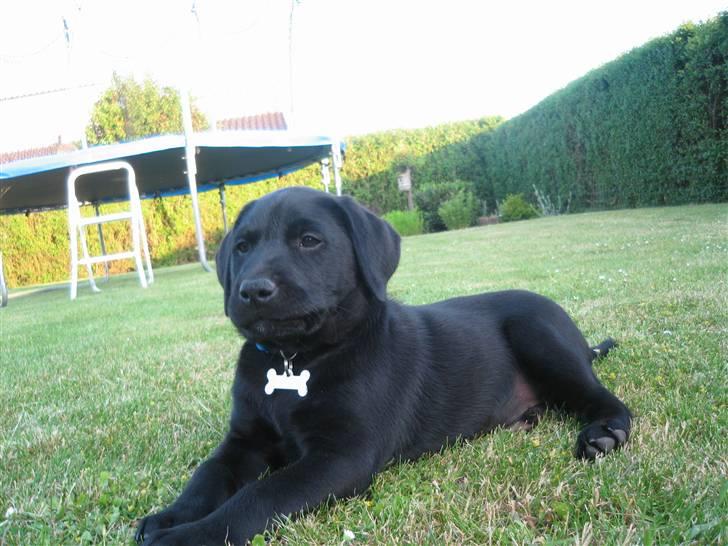 Labrador retriever Bertram (Nye billeder!) billede 5