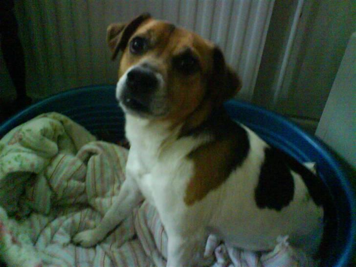 Dansk svensk gaardhund Emil - Kan man se sødere ud??? billede 19