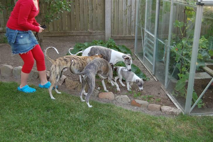 Whippet Newkins Matrix - venner på besøg billede 7