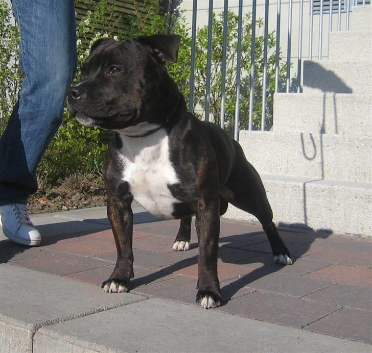 Staffordshire bull terrier Sputnik billede 1