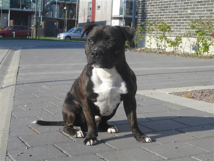 Staffordshire bull terrier Sputnik billede 2