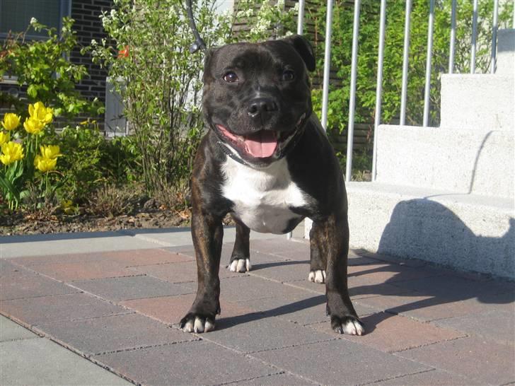 Staffordshire bull terrier Sputnik billede 8