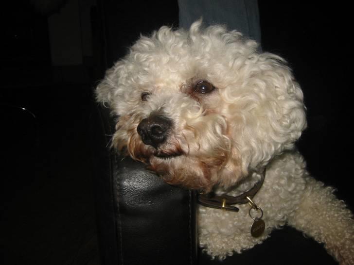 Bichon à poil frisé Luffe - jeg er lidt flad efter en lang gåtur.. ^^ billede 7