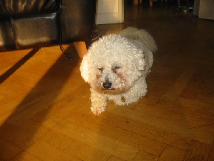 Bichon à poil frisé Luffe billede 9