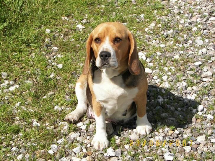 Beagle Mille billede 15