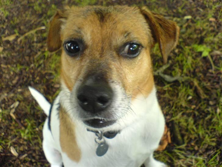 Dansk svensk gaardhund Emil - Jeg er da nuttet... billede 20