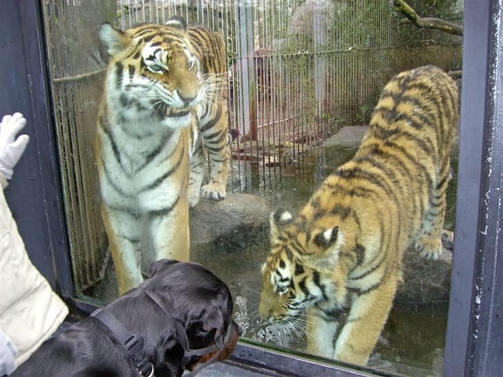 Rottweiler Rinkenæs' Iron - I Aalborg Zoo den 09-04-07 billede 11