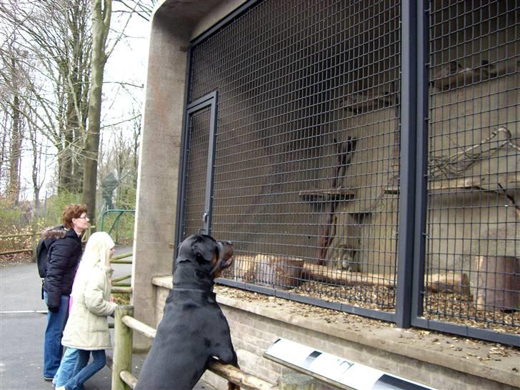 Rottweiler Rinkenæs' Iron - Det var dog nogle underligere små nogen... Aalborg Zoo den 09-04-07 billede 12